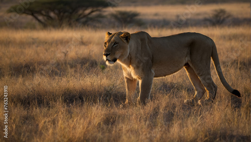 Lions: Captivating Wildlife Photography Collection