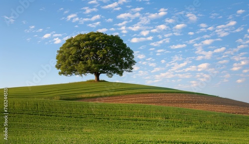 A single oak tree standing alone in the middle of an open field  symbolizing strength and solitude.
