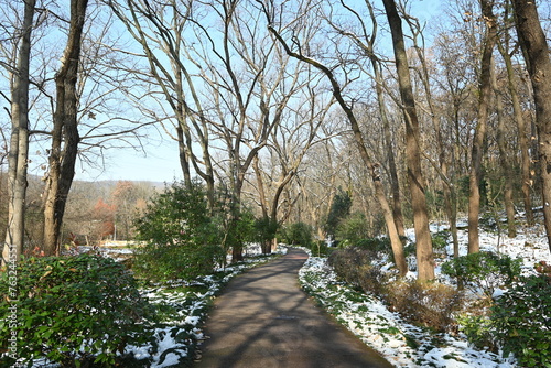 footpath with bare trees in winter in the park