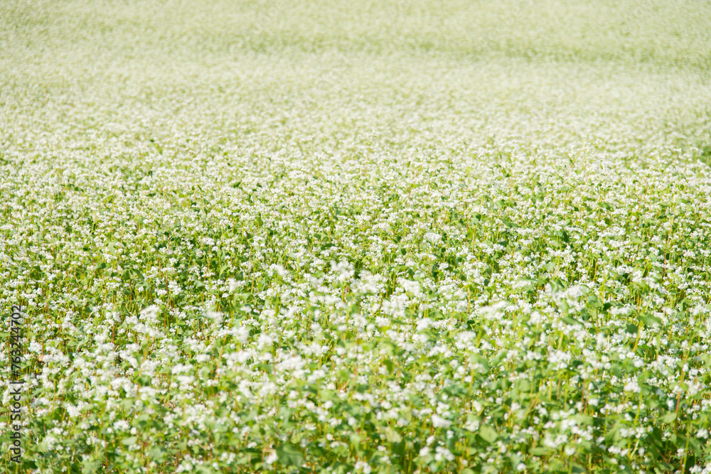 View of the white buckwheat flower field