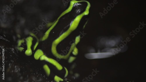 Ameerega is a genus of poison dart frogs photo