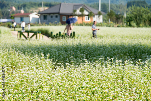 View of the white buckwheat flower field