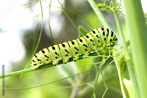 Caterpillar of The Old world swallowtail (Papilio machaon) crawling and feeding on stem of a fennel, close up, natural conditions in garden. photo