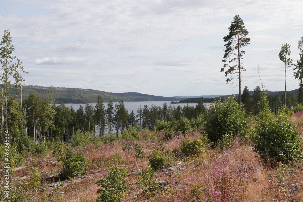 Wald in Schweden