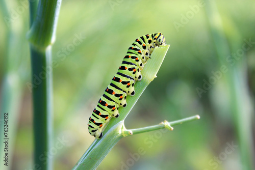 Caterpillar of The Old world swallowtail (Papilio machaon) crawling and feeding on stem of a fennel, close up, natural conditions in garden.