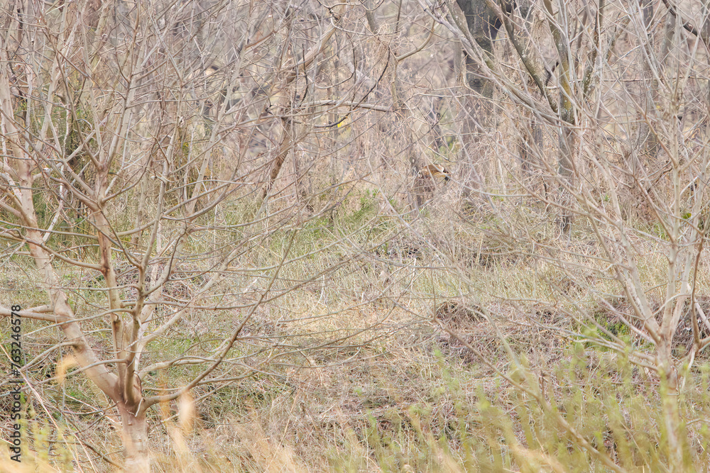 Fototapeta premium 狩りのために飛翔する美しいコミミズク（フクロウ科）。日本国埼玉県、荒川河川敷にて。 2024年3月17日撮影。Beautiful Short-eard Owl (Asio flammeus, family comprising owls) in flight to hunt.At Arakawa riverbed, Saitama pref, Japan, photo by March