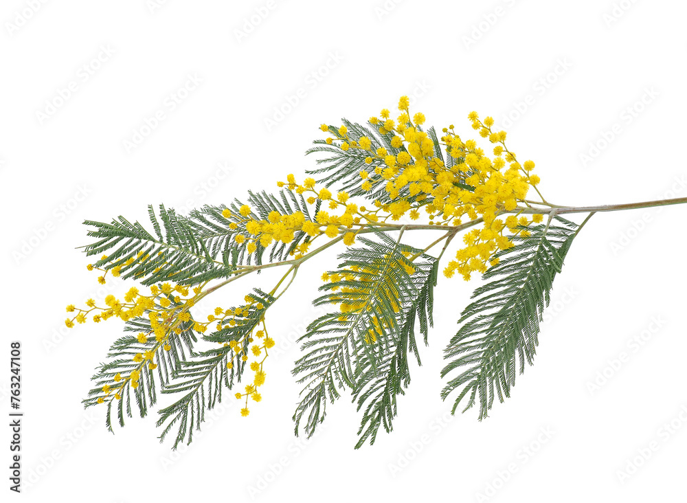 Blossoming silver wattle tree branch isolated on white background, Acacia dealbata