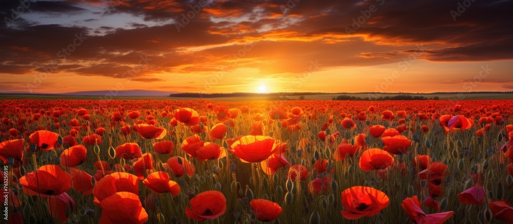 A field of red poppies in an ecoregion, with the sun shining through the clouds at sunset, casting an orange afterglow on the petals and grass