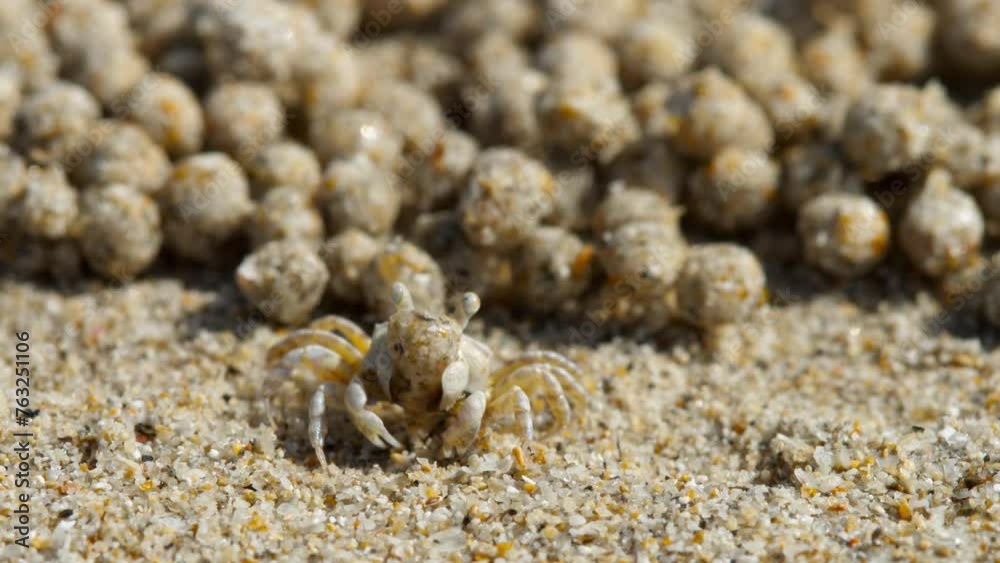 Closeup Sand bubbler crab, Soldier crab on the beach. These small crabs feed by filtering sand through their mouthparts and leaving behind balls of sand Closeup Sand bubbler crab, Soldier crab on the beach. These small crabs feed by filtering sand through their mouthparts and leaving behind balls of sand