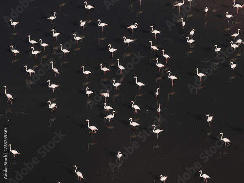 Aerial view of a many flamingos in the salt flats in Sicily, Italy.