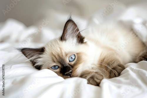 Birman kitten lying in a white bed