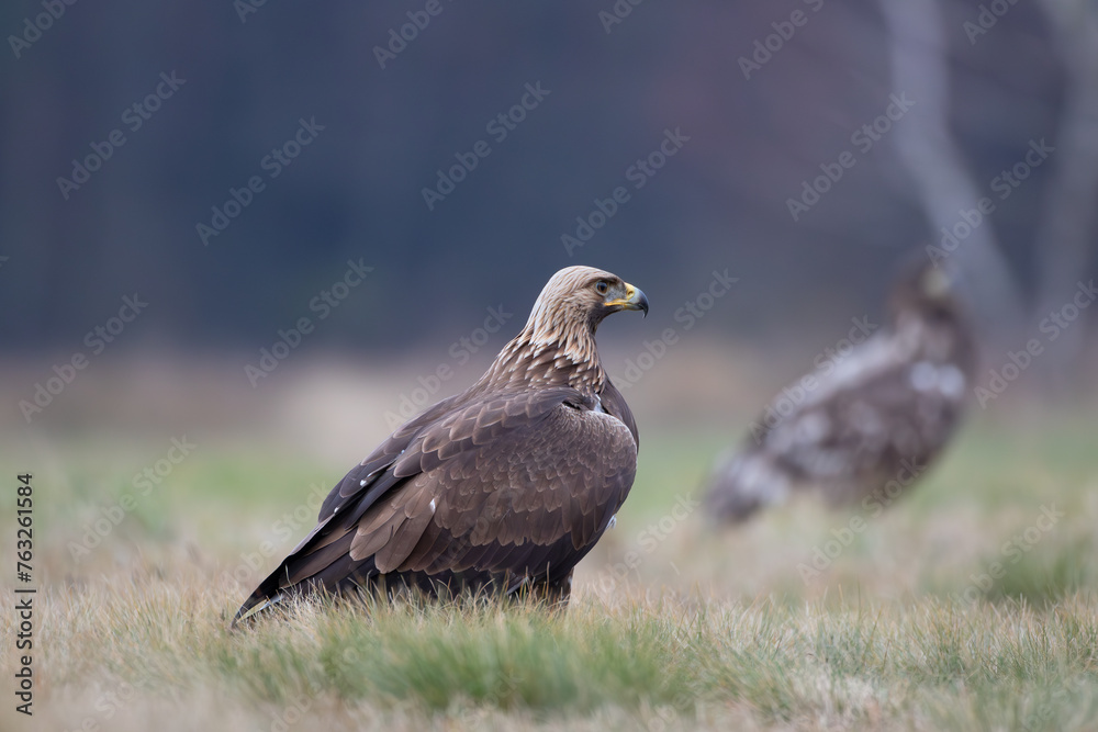 Golden eagle and white-tailed eagle in a meadow against the background of autumn birch Golden eagle and white-tailed eagle in a meadow against the background of autumn birch