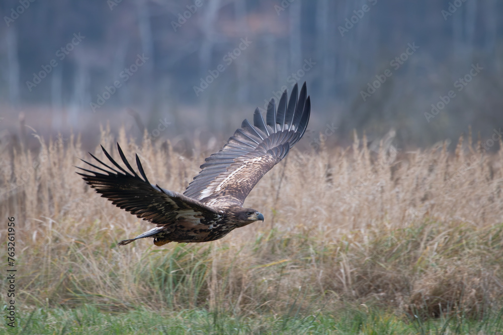 A white-tailed eagle flying over the grass A white-tailed eagle flying over the grass