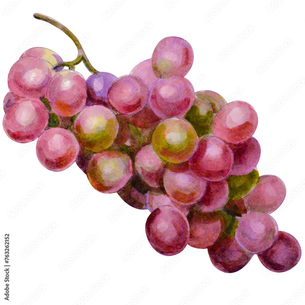 Fototapeta premium Watercolor illustration of grape fruit.
