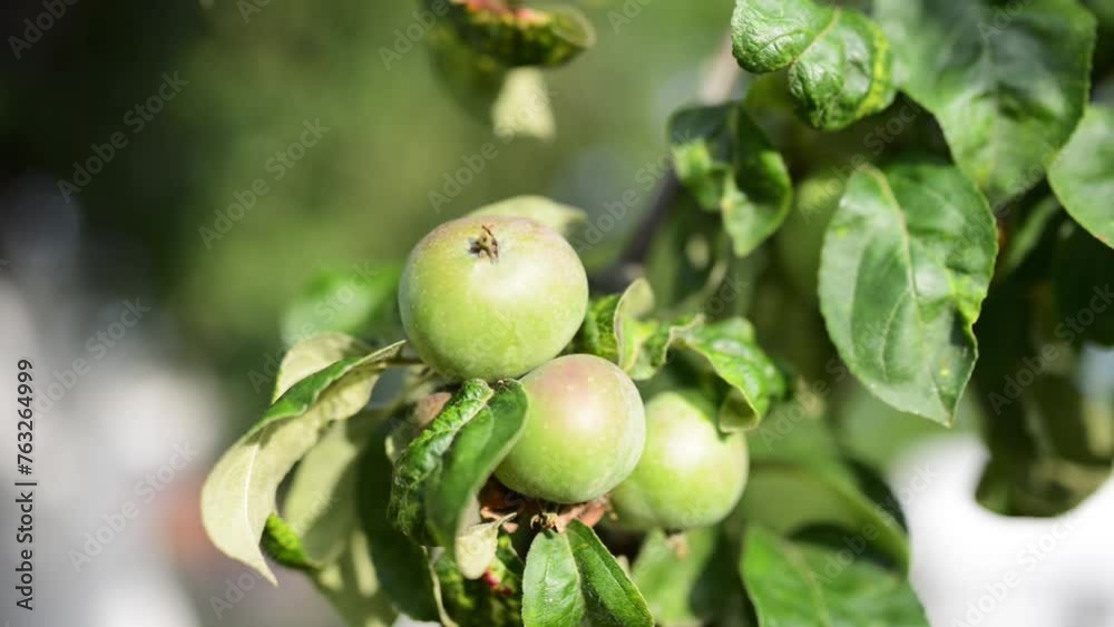 Unripe green apples grow on the tree and sway in the wind. Unripe green apples grow on the tree and sway in the wind.