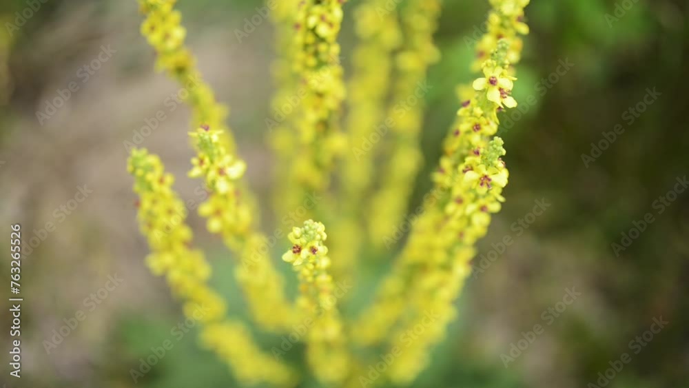Verbascum thapsus, the great mullein, greater mullein, or common mullein, is a species of mullein native to Europe, northern Africa, and Asia, and introduced in the Americas and Australia.