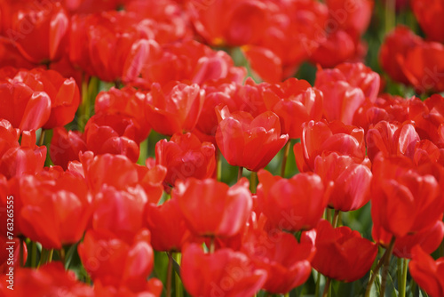 Close-up of blooming red tulips in a tulip field or park
