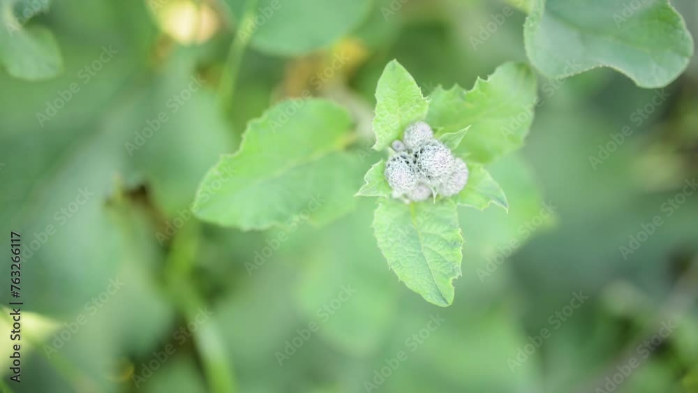 Arctium tomentosum, commonly known as woolly burdockor downy burdock, is species of burdock belonging to family Asteraceae. Arctium tomentosum, commonly known as woolly burdockor downy burdock, is species of burdock belonging to family Asteraceae.