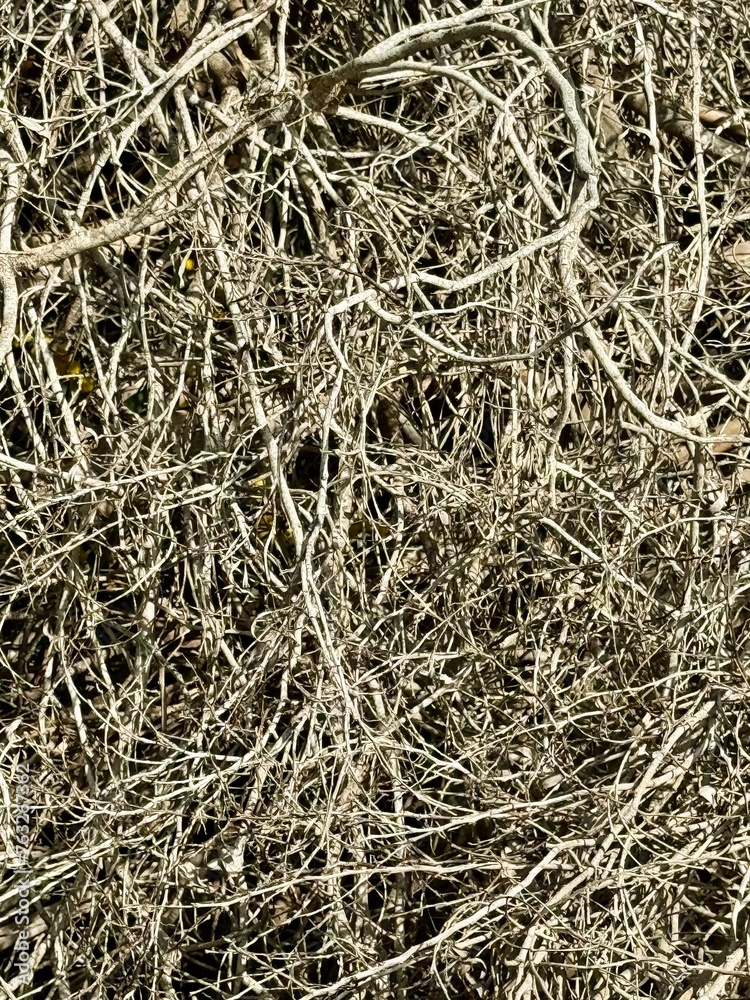 close-up background dry wood branches close-up background dry wood branches