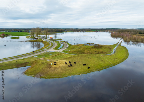 Aerial view of high water of river Vecht with cows moved to higher ground, Distelbelt, Diffelen, Vechtdal, Overijssel, Netherlands. photo