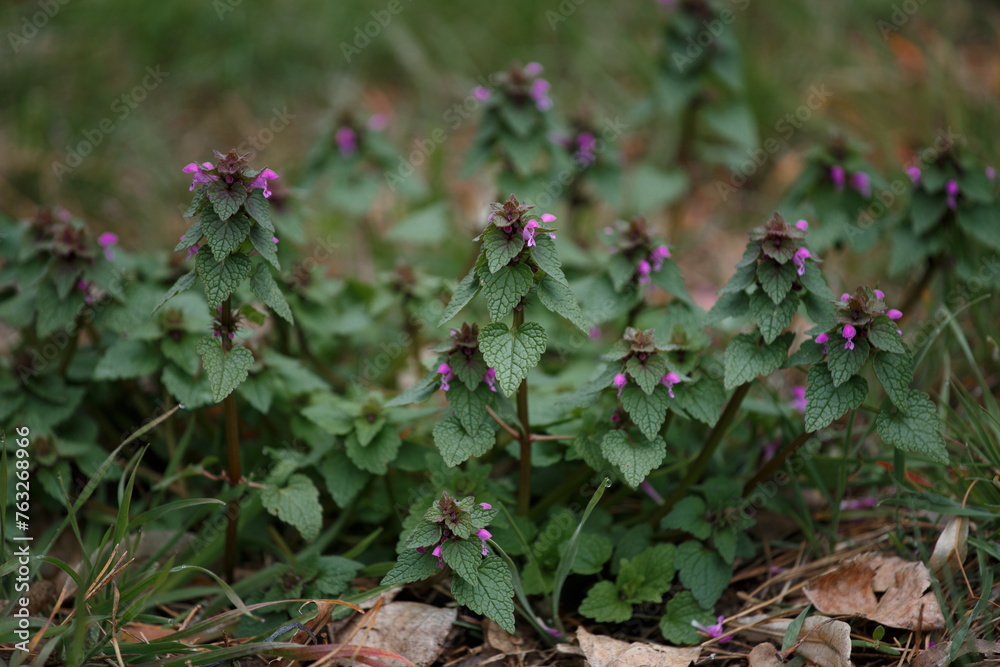 Lamium purpureum. Blooming wild grass with lilac flowers. Natural floral background.