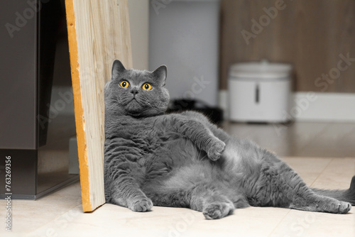 A fat British cat sits leaning against the wall in a living room interior and looks at the camera.