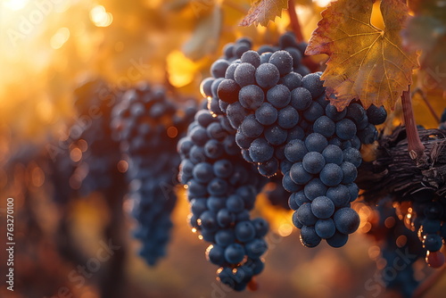  Vineyard Harvest in Progress Generative AI 