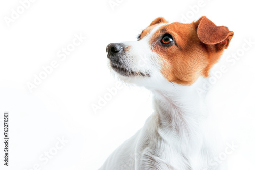 The profile of a Jack Russell Terrier is highlighted against a stark white background, showcasing its sharp features and alert demeanor. © Ilia