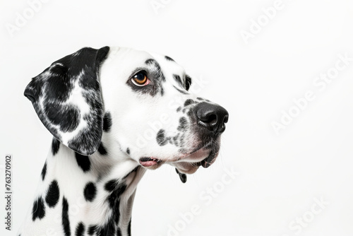 A Dalmatian head is captured in a close-up, its spotted coat and thoughtful expression are highlighted against a clean white backdrop