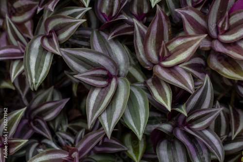 Purple and white leaf of Tradescantia zebrina Bosse, Silvery wandering jew or Silver inch plant in the garden on blur nature background.