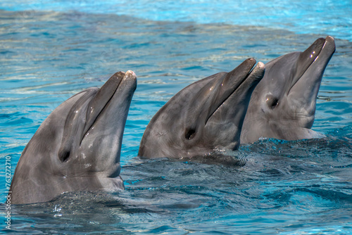 Dolphins close up portrait in blue water
