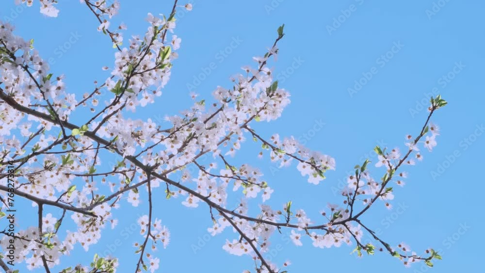 Spring blossom plum trees in garden, flowers sway against blue sky, soft pastel colors and gentle movement create sense of springtime beauty and tranquility, symbol of new beginning Spring blossom plum trees in garden, flowers sway against blue sky, soft pastel colors and gentle movement create sense of springtime beauty and tranquility, symbol of new beginning