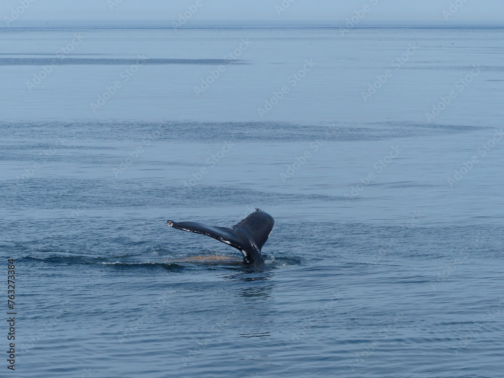 Fototapeta premium Observation de baleines en mer