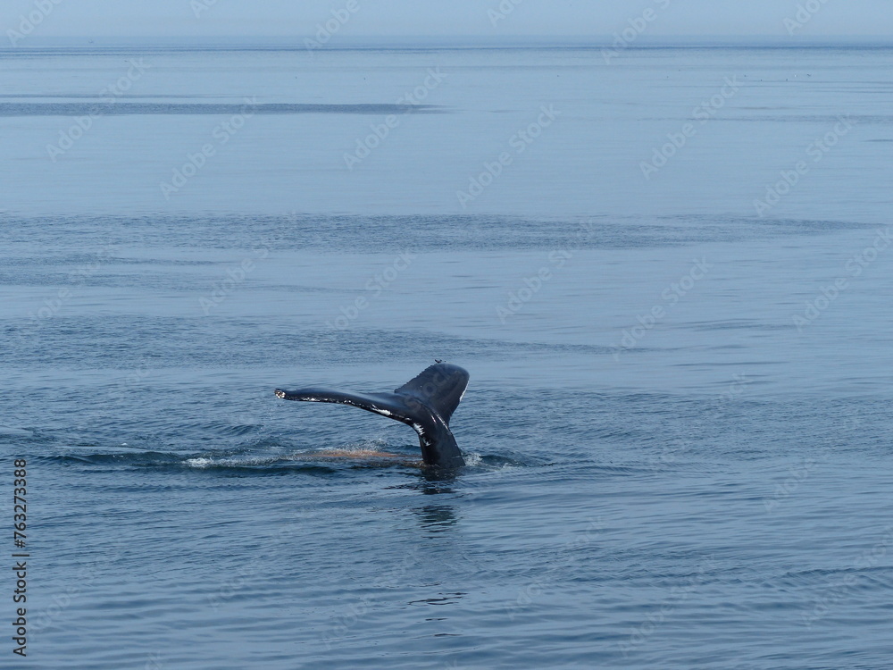 Obraz premium Observation de baleines en mer