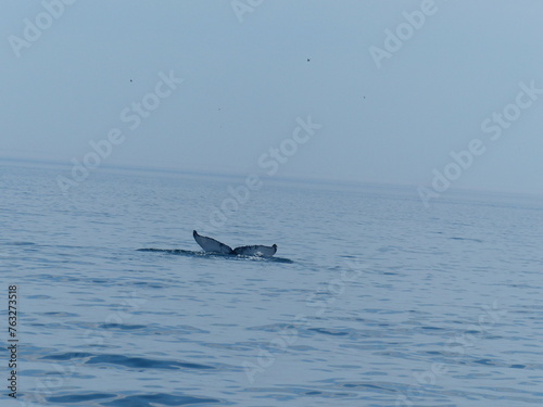 Observation de baleines en mer