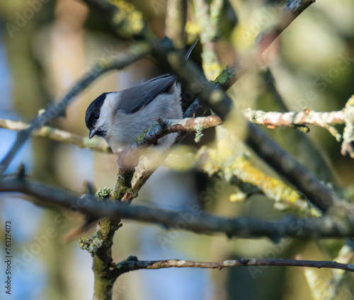 Marsh Tit bird in the forest photo