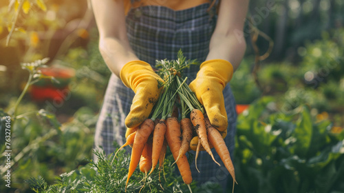 female farmer close-up harvests carrots
