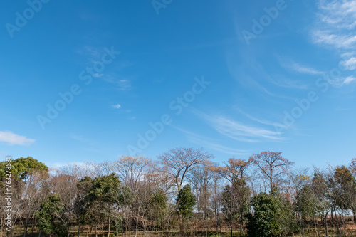 青空と冬の枯れ木がつくる風景 