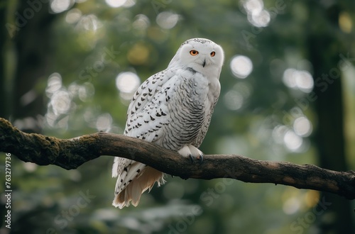 White owl on forest branch © Victoria