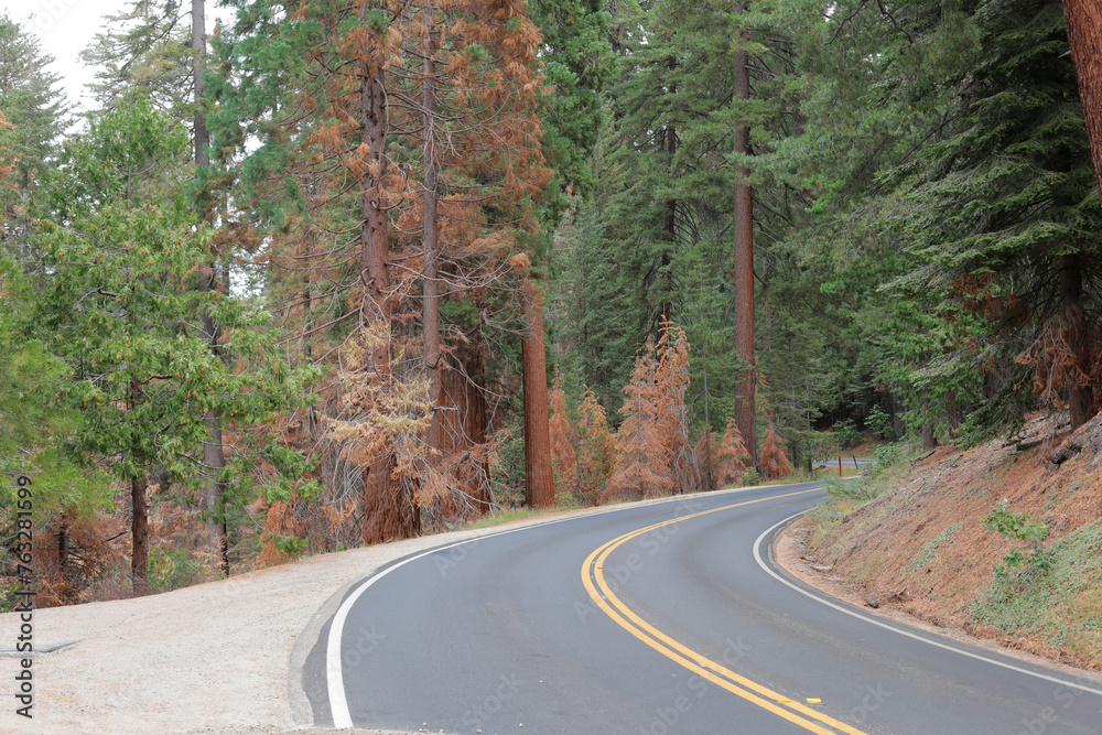 An amazing giant sequoia trees along roadway to national park