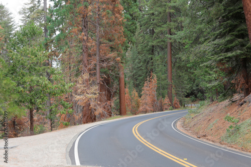 An amazing giant sequoia trees along roadway to national park