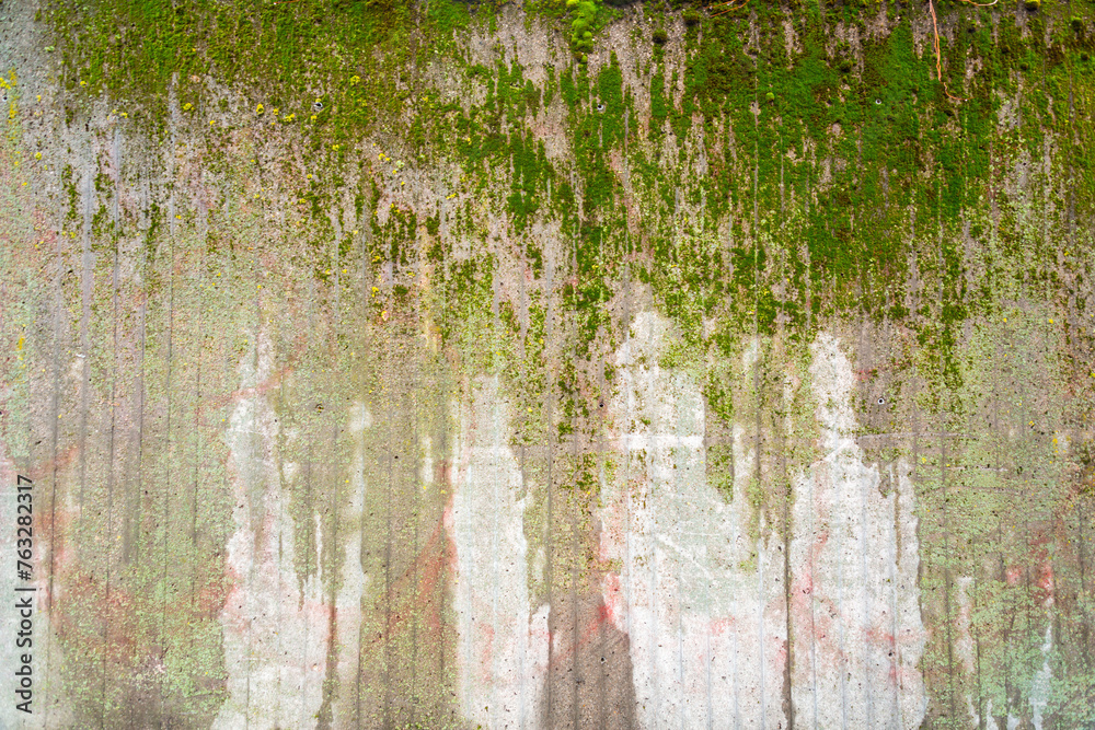 Fototapeta premium Grunge concrete wall covered with a layer of green moss
