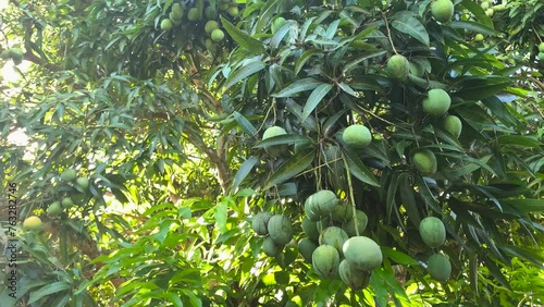 mango tree with green mangoes and leaves swaying in the wind