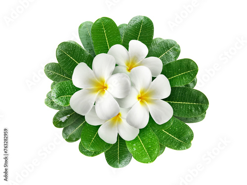 Frangipani flowers with leaves, transparent background © Retouch man