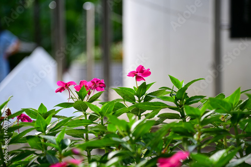 Close-up of pink Impatiens in the garden with nature light. Pink Impatiens flowers in outdoors. Flower and plant.