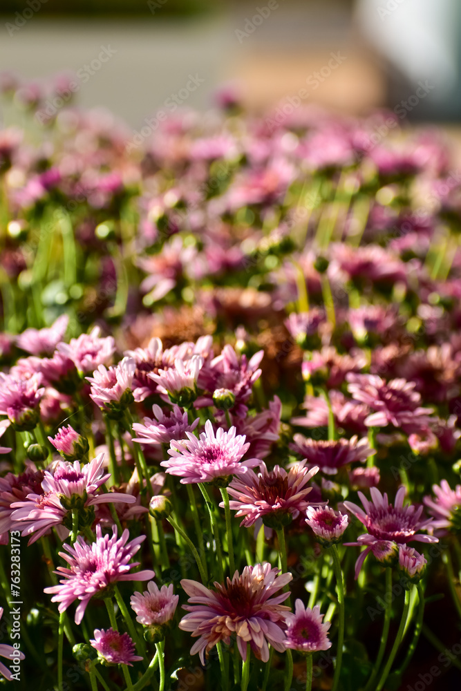 Close-up of Pink Chrysanthemum flower in the garden with sunlight. Pink flowers in outdoors in the afternoon. Flower and plant. Close-up of Pink Chrysanthemum flower in the garden with sunlight. Pink flowers in outdoors in the afternoon. Flower and plant.