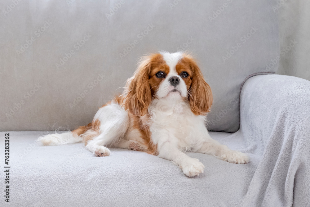 Portrait of a cute puppy. Face og the dog on grey background. Cavalier King Charles Spaniel Blenheim Portrait of a cute puppy. Face og the dog on grey background. Cavalier King Charles Spaniel Blenheim