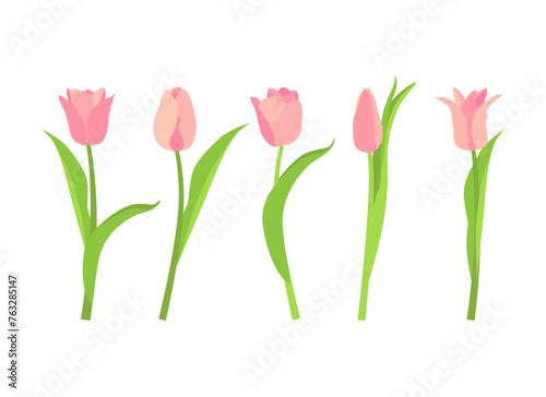 Set of five pink tulips. Vector illustration on a white background.