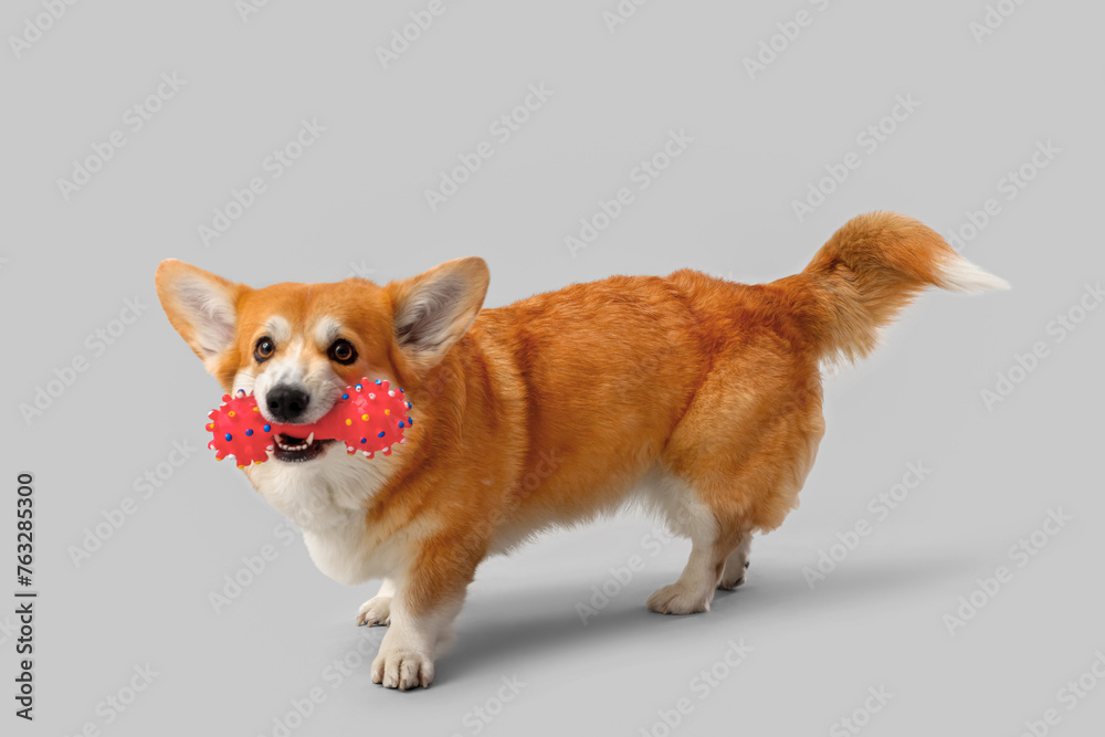 Cute Corgi dog playing with pet toy on grey background Cute Corgi dog playing with pet toy on grey background
