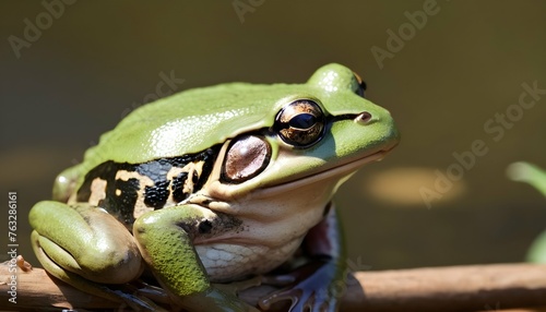 A Frog With Its Eyes Closed Basking In Contentmen Upscaled 4